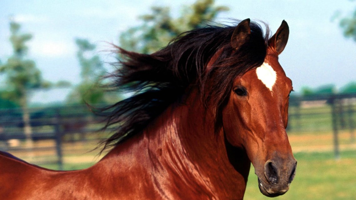 Animals Horses_ Dadivoso , Andalusian Stallion