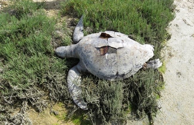 tortugas muertas