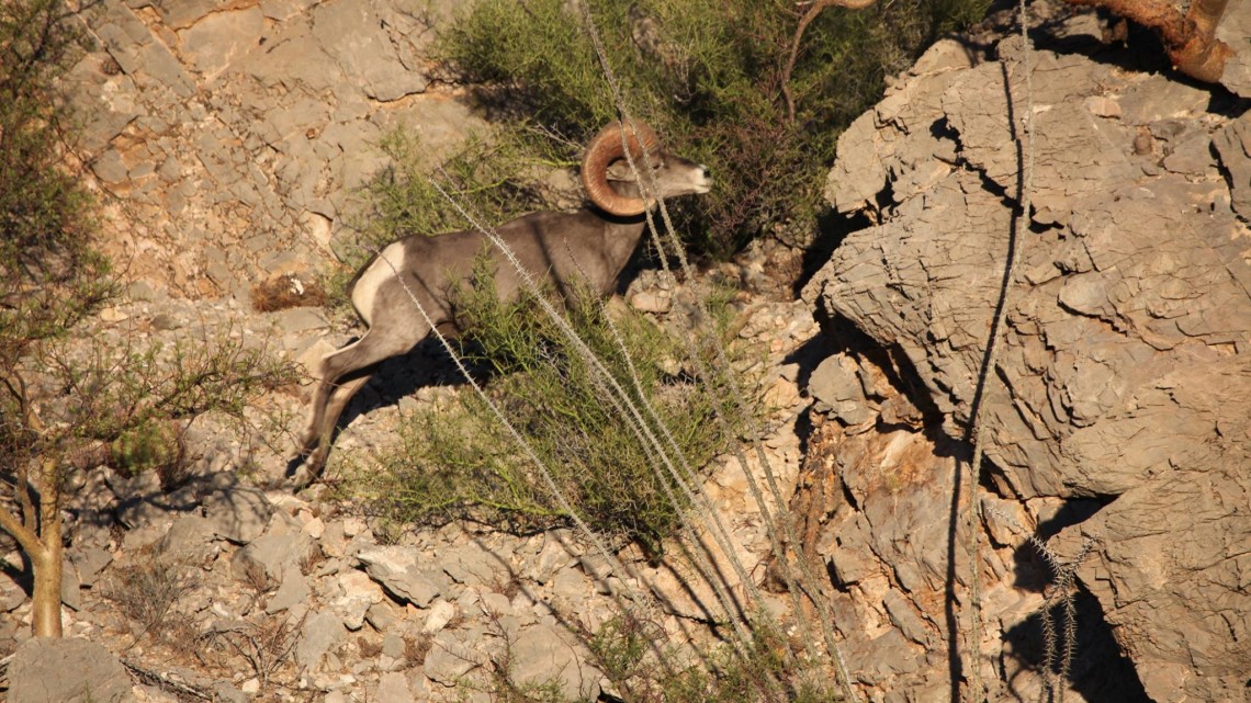 borrego cimarron