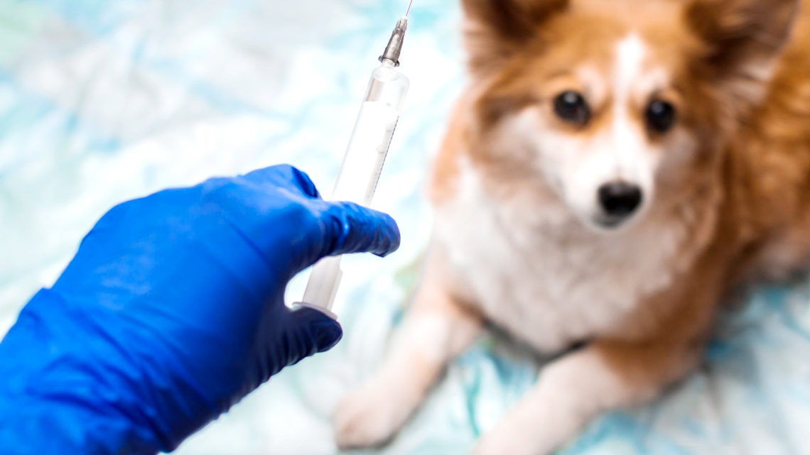 bigstock-veterinarian-vaccinates-a-dog-303516343