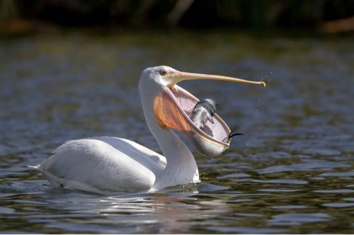 Пеликан ловит рыбу. Пеликан птица. Американский белый Пеликан. Пеликан самка. Пеликан мешконос птица.